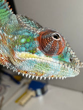 Load image into Gallery viewer, Close-up of Ambilobe Panther Chameleon’s colorful eyes and facial detail
