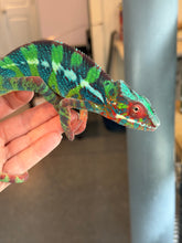 Load image into Gallery viewer, Close-up of young Ambilobe Panther Chameleon with striking blue, green, and red patterning
