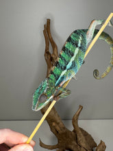 Load image into Gallery viewer, Ambilobe Panther Chameleon displaying early color flashes
