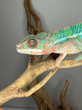 Load image into Gallery viewer, Ambilobe Panther Chameleon clutchmate male from Aslan x Flash Jr pairing
