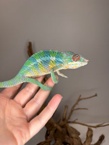 Ambilobe Panther Chameleon showing vibrant color change during display
