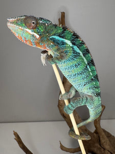 Hand-tame juvenile Ambilobe Panther Chameleon