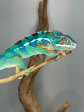 Load image into Gallery viewer, Juvenile Ambilobe Panther Chameleon expected to mature into yellow and blue colors

