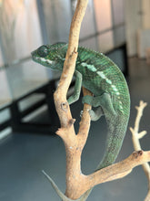 Load image into Gallery viewer, Young male Ambilobe Panther Chameleon with colors just beginning to pop
