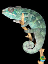 Load image into Gallery viewer, Juvenile Ambilobe Panther Chameleon with deep teal and blue developing coloration
