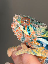 Load image into Gallery viewer, Close-up of Ambilobe Panther Chameleon displaying emerging blues and greens
