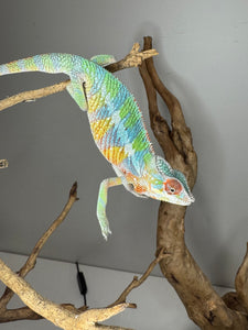Ambilobe Panther Chameleon exploring clean