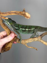 Load image into Gallery viewer, Exact male Ambilobe Panther Chameleon available from FramsChams
