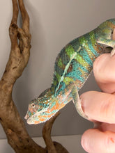 Load image into Gallery viewer, Detailed view of Ambilobe Panther Chameleon eye showing shy but curious behavior
