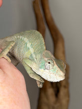 Load image into Gallery viewer, Face detail of juvenile Ambilobe panther chameleon male with alert and curious expression
