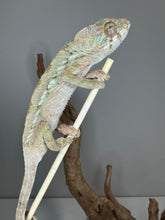 Load image into Gallery viewer, Hand-tame female Ambilobe Panther Chameleon
