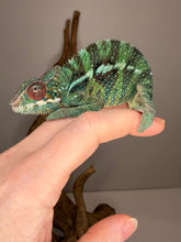 Load image into Gallery viewer, Side view of male Ambilobe Panther Chameleon from Flash Jr. × Aslan bloodline showing body structure and color pattern
