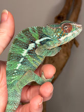 Load image into Gallery viewer, Close-up of dorsal pattern and tail of male Ambilobe Panther Chameleon showing emerging yellow highlights
