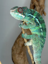 Load image into Gallery viewer, Male Ambilobe Panther Chameleon from Flash Jr. × Aslan bloodline
