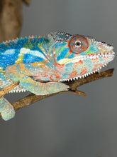 Load image into Gallery viewer, Flash Jr x Aslan lineage Ambilobe Panther Chameleon showing strong genetics
