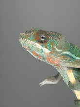 Load image into Gallery viewer, Flash Jr. and Aslan bloodline reference for Ambilobe Panther Chameleon
