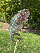 Load image into Gallery viewer, Exact Ambilobe Panther Chameleon available at FramsChams
