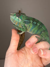 Load image into Gallery viewer, Front profile of juvenile Ambilobe Panther Chameleon showing vibrant teal and smooth blues
