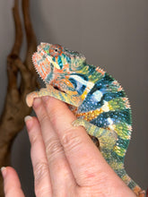 Load image into Gallery viewer, High-potential Ambilobe Panther Chameleon juvenile with future show-quality color
