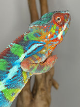 Load image into Gallery viewer, Juvenile male Ambilobe Panther Chameleon with intense developing red and blue coloration
