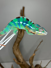 Load image into Gallery viewer, Juvenile Ambilobe Panther Chameleon with green body and bright blue barring
