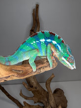 Load image into Gallery viewer, Ambilobe Panther Chameleon juvenile from yellow and blue lineage
