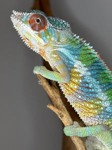 Juvenile Ambilobe Panther Chameleon photographed outdoors in natural light