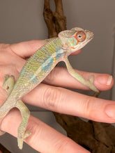 Load image into Gallery viewer, Young Ambilobe panther chameleon showing blue bars with orange and yellow coloration developing
