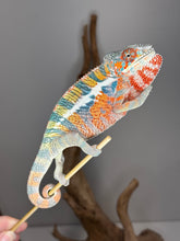 Load image into Gallery viewer, Young Ambilobe Panther Chameleon with gentle, cautious personality
