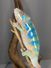 Load image into Gallery viewer, Juvenile male Ambilobe Panther Chameleon with clean body structure and early developing blue and green coloration

