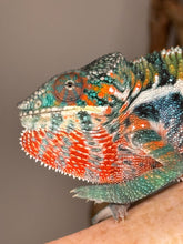 Load image into Gallery viewer, Ambilobe Panther Chameleon juvenile, slightly shy but healthy

