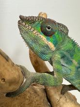 Load image into Gallery viewer, Juvenile male Ambilobe Panther Chameleon gripping branch under light
