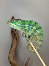 Load image into Gallery viewer, Shy Ambilobe Panther Chameleon perched on branch
