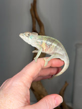 Load image into Gallery viewer, Close view of juvenile Ambilobe panther chameleon pattern and developing colors

