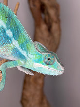 Load image into Gallery viewer, Juvenile male Ambilobe panther chameleon with developing coloration
