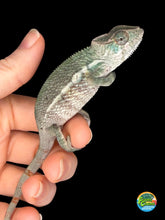 Load image into Gallery viewer, Young male Ambilobe Panther Chameleon full body on branch showing calm posture
