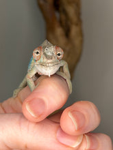 Load image into Gallery viewer, Closeup of juvenile Ambilobe panther chameleon head showing shed and early coloration
