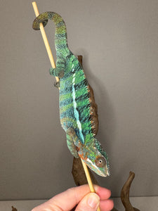Close-up of Ambilobe Panther Chameleon head showing vivid colors