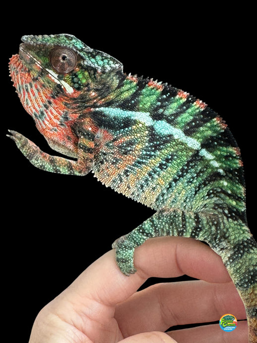 Juvenile Ambilobe Panther Chameleon with bright red and green colors