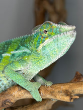 Load image into Gallery viewer, Close up of Ambilobe panther chameleon male face and casque detail
