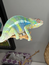 Load image into Gallery viewer, close up of ambilobe panther chameleon male with bright colors
