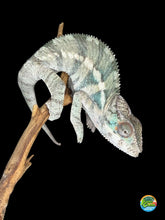 Load image into Gallery viewer, Young Ambilobe panther chameleon male with early yellow and blue coloration
