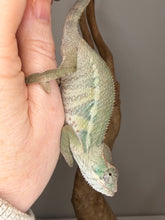 Load image into Gallery viewer, Young Ambilobe male chameleon beginning to show vibrant color potential

