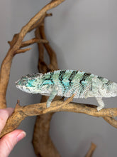 Load image into Gallery viewer, A chameleon with turquoise, green, and black patterned scales walking along a natural wood branch, with a human hand holding the branch at the lower left against a plain gray background.
