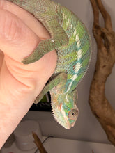 Load image into Gallery viewer, Juvenile Ambilobe male chameleon early color development
