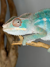 Load image into Gallery viewer, ambilobe panther chameleon male in natural enclosure setting
