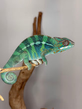 Load image into Gallery viewer, Side angle of male Ambilobe Panther Chameleon from Flash Jr. × Aslan bloodline highlighting casque shape and coloration
