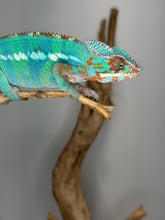 Load image into Gallery viewer, Side angle of male Ambilobe Panther Chameleon from Flash Jr. × Aslan bloodline highlighting casque shape and vibrant coloration
