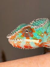 Load image into Gallery viewer, Close-up of male Ambilobe Panther Chameleon face, showing eyes, casque, and early yellow highlights
