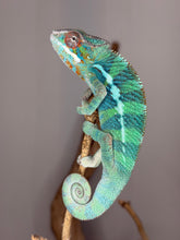 Load image into Gallery viewer, Close-up of dorsal pattern and tail of male Ambilobe Panther Chameleon from Flash Jr. × Aslan bloodline with emerging yellow tones
